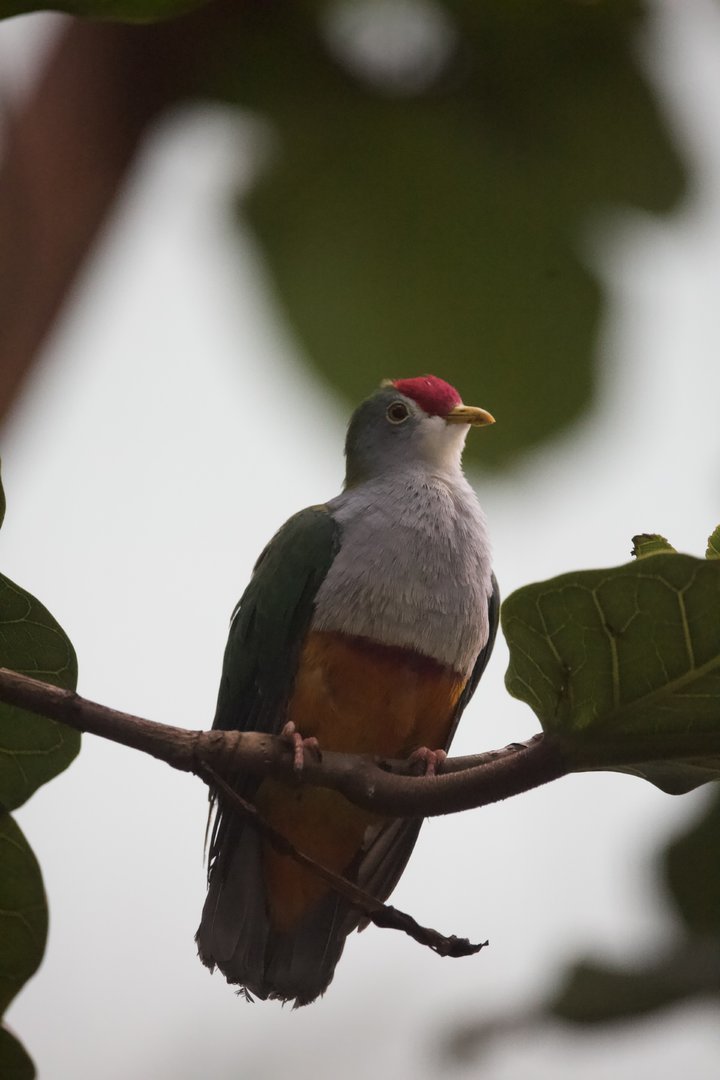 Beautiful Fruit Dove/ Ptilinopus pulchellus