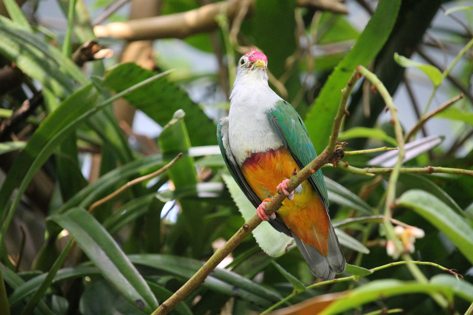 Beautiful fruit dove (Ptilinopus pulchellus)