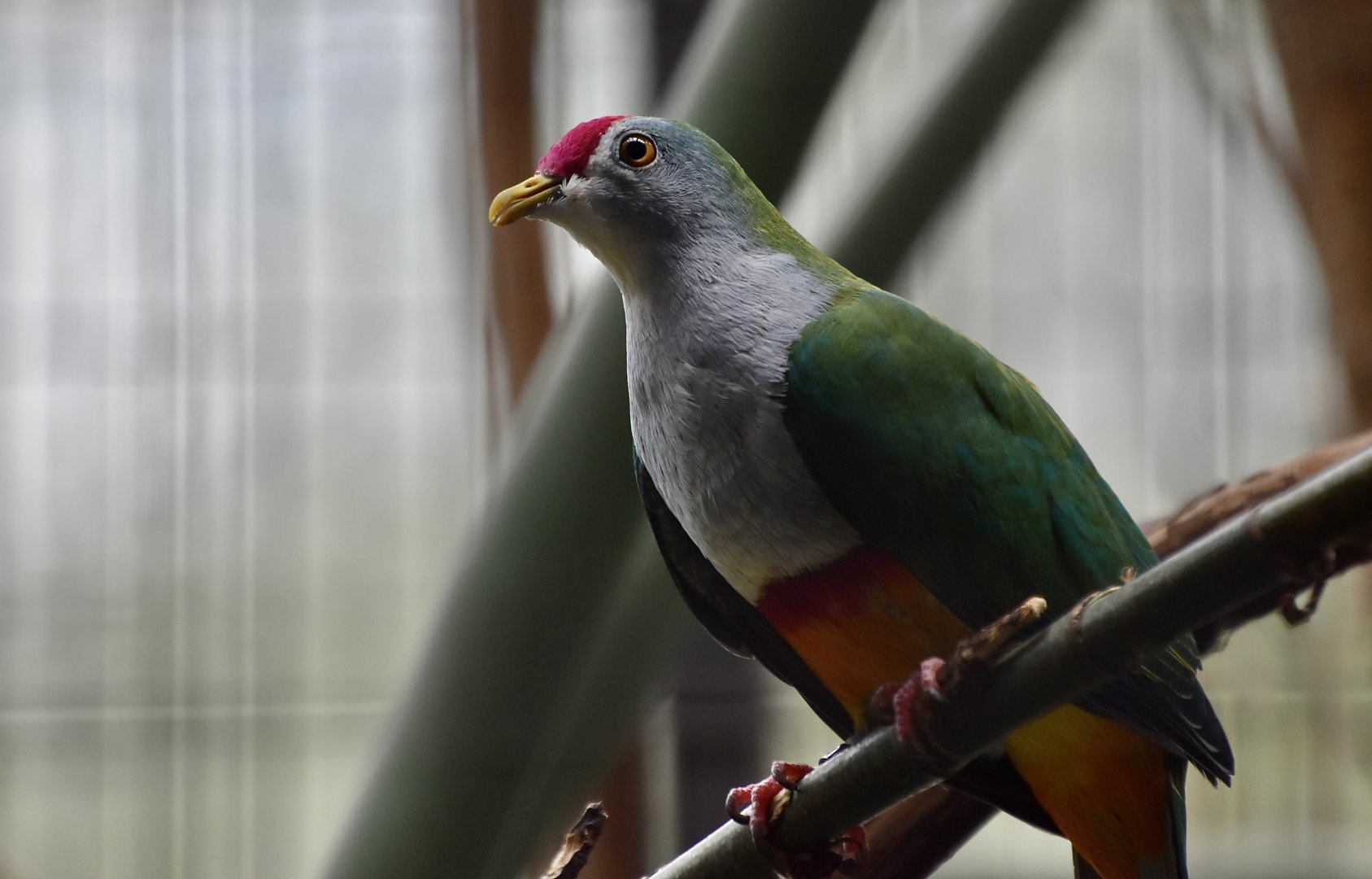 Beautiful Fruit Dove (Ptilinopus pulchellus)