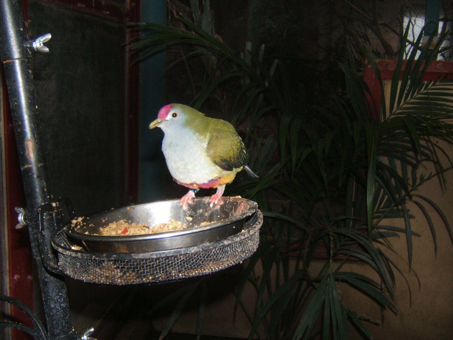 Beautiful Fruit Dove