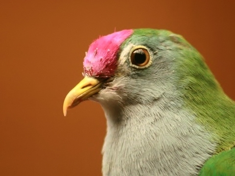 Beautiful Fruit-dove