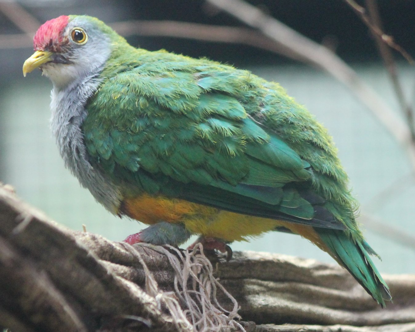 Beautiful fruit-dove