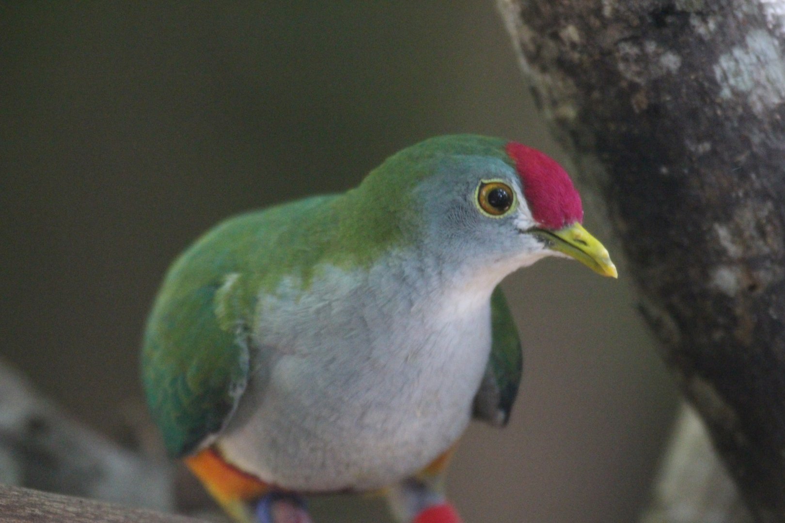 Beautiful Fruit-Dove