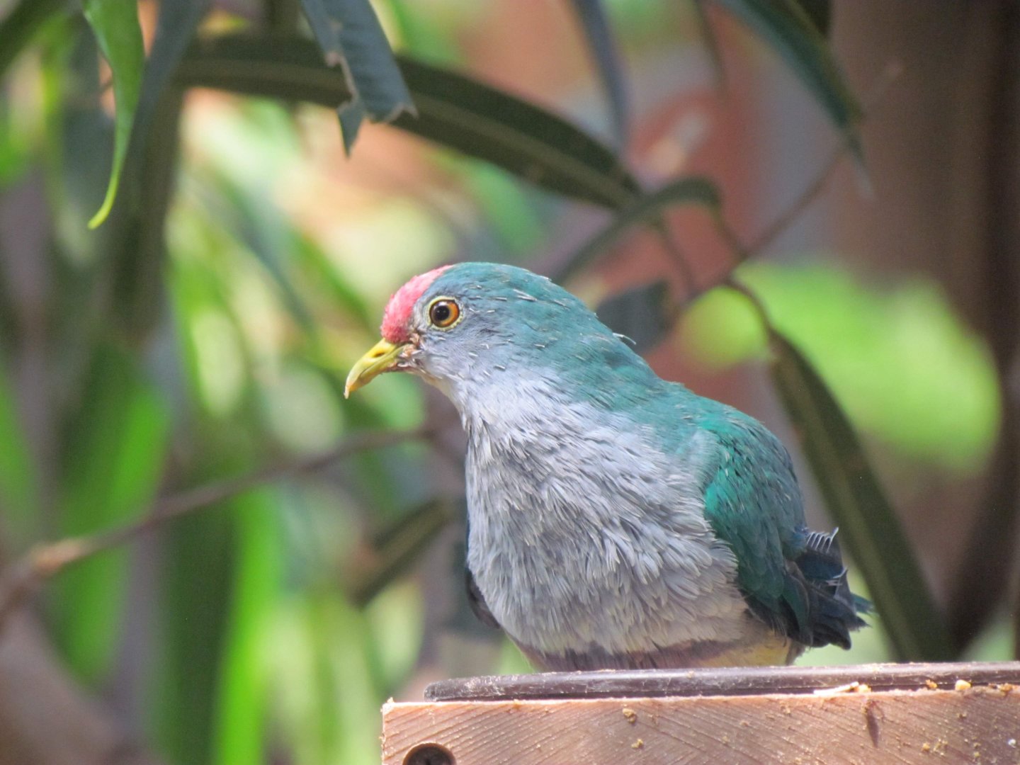 Beautiful Fruit Dove