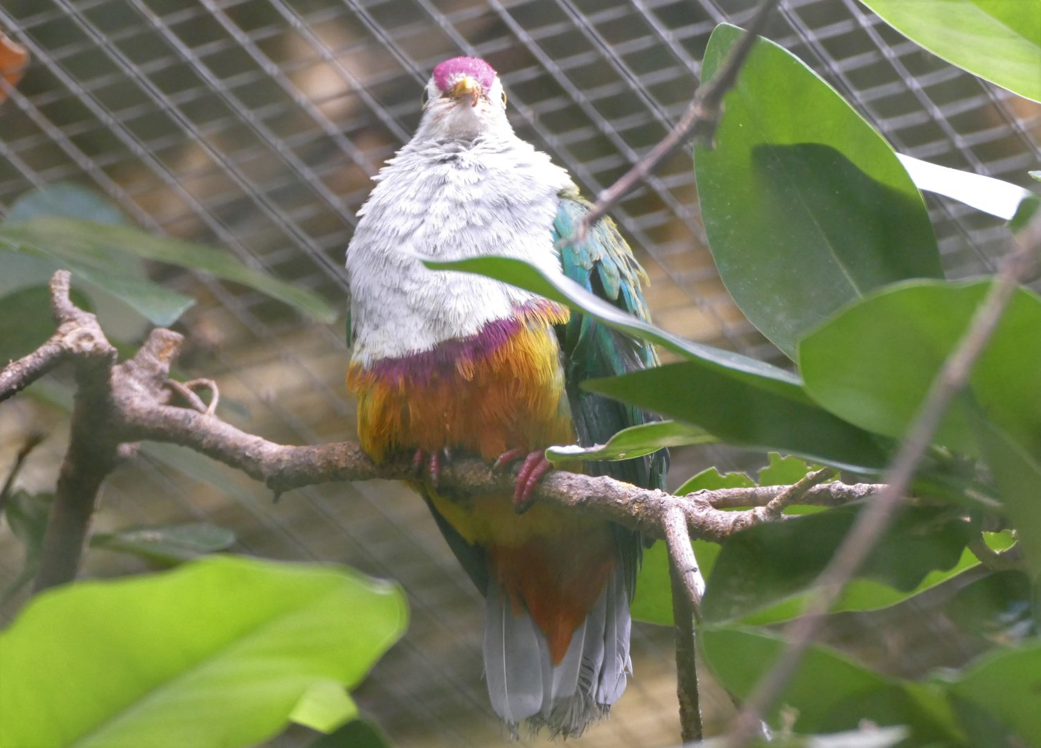 Beautiful fruit-dove