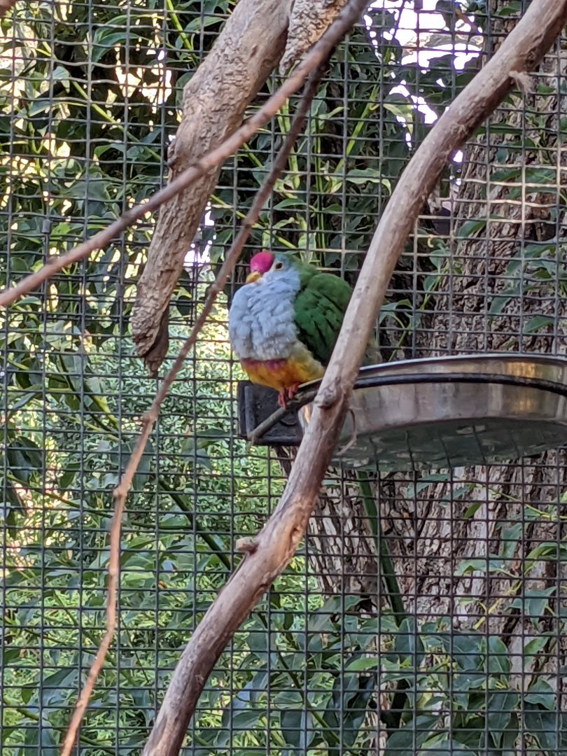 Beautiful Fruit-Dove