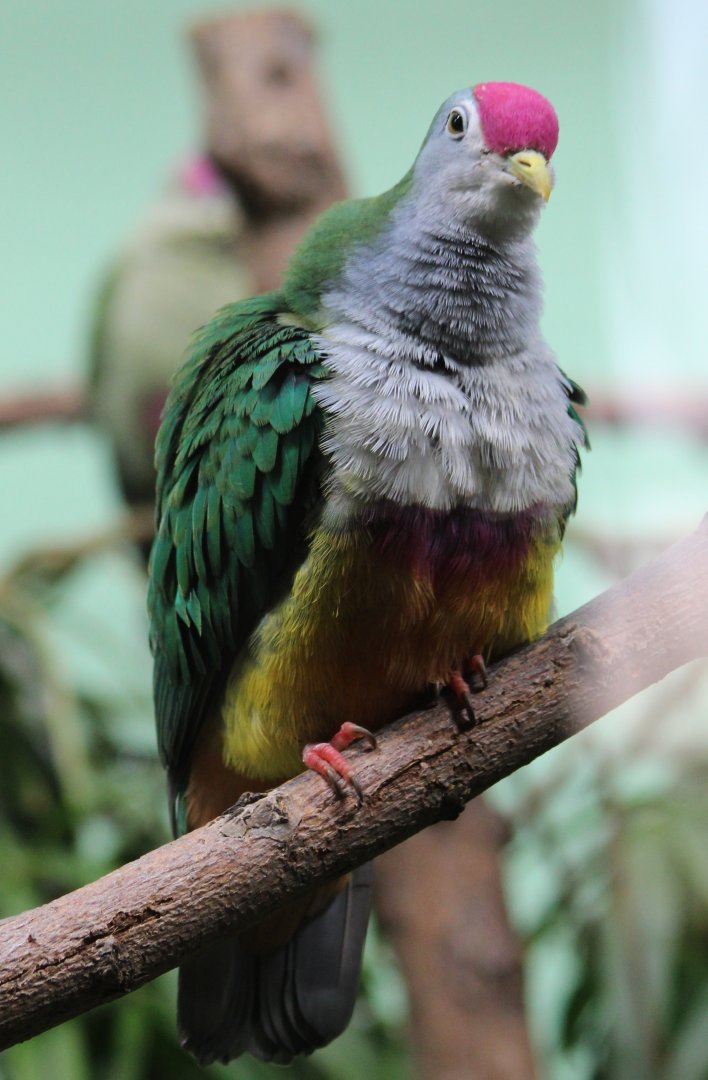 Beautiful fruit-dove