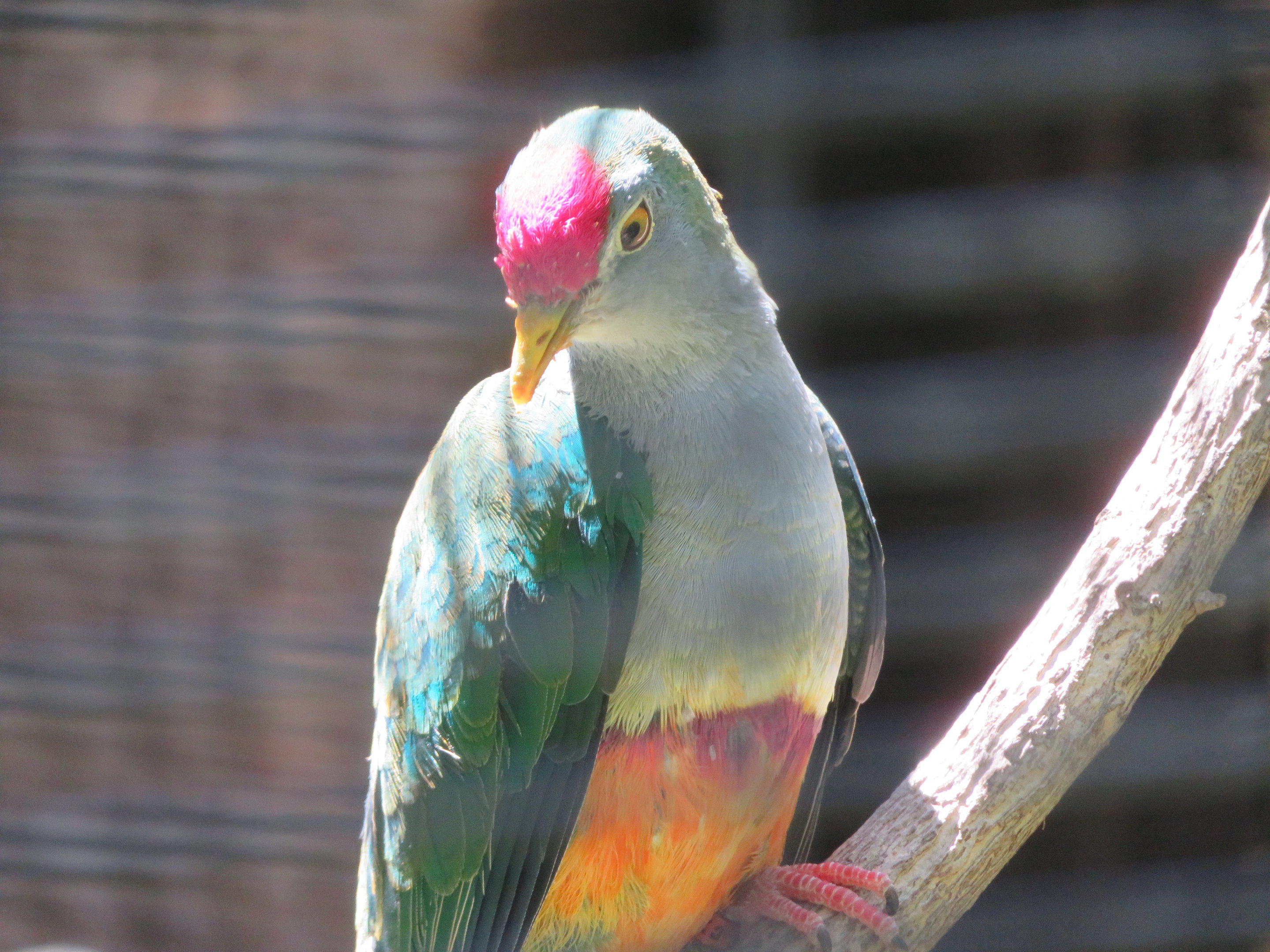 Beautiful Fruit Dove
