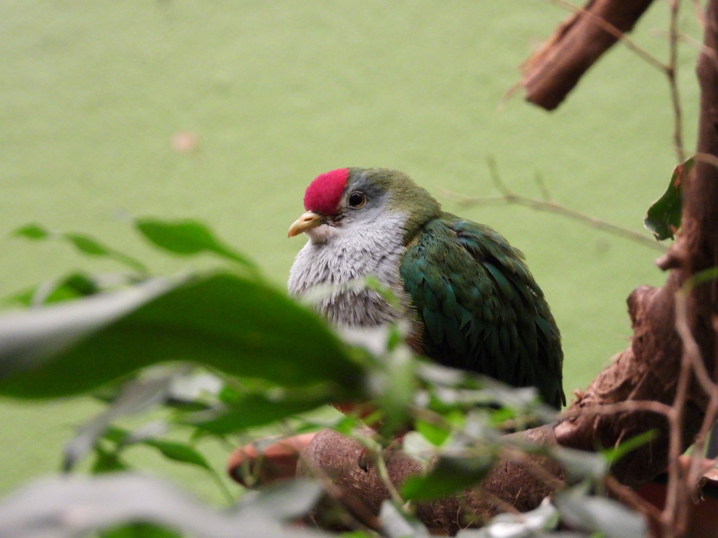 Beautiful fruit-dove