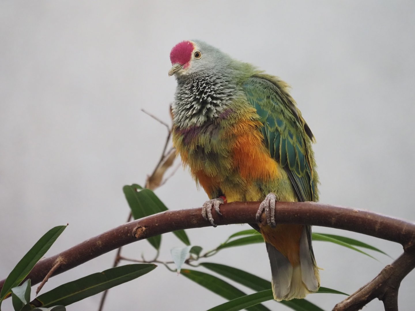 Beautiful Fruit-Dove