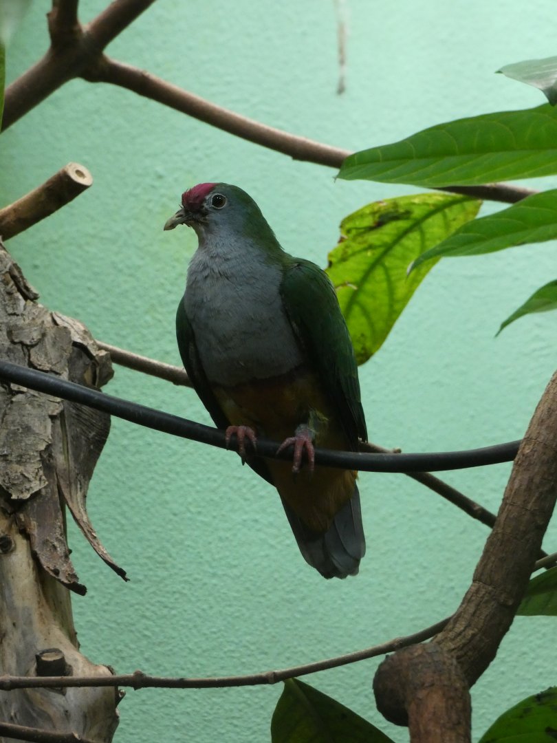 Beautiful fruit-dove