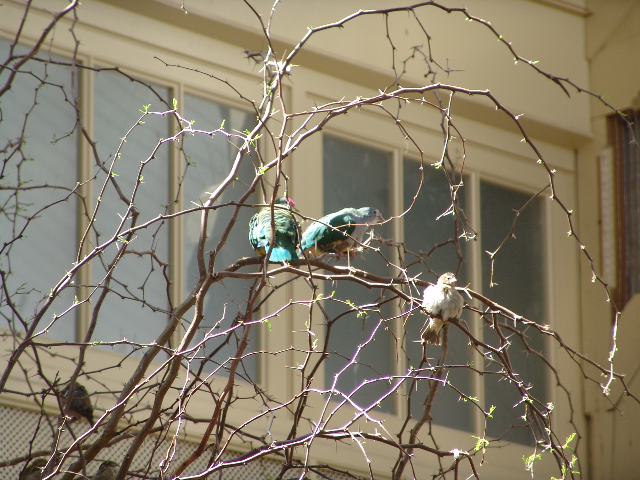Beautiful Fruit Doves (Ptilinopus pulchellus) & Madagascar Fody (Foudia