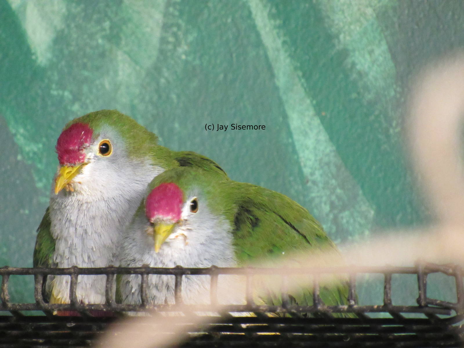 Beautiful Fruit Doves