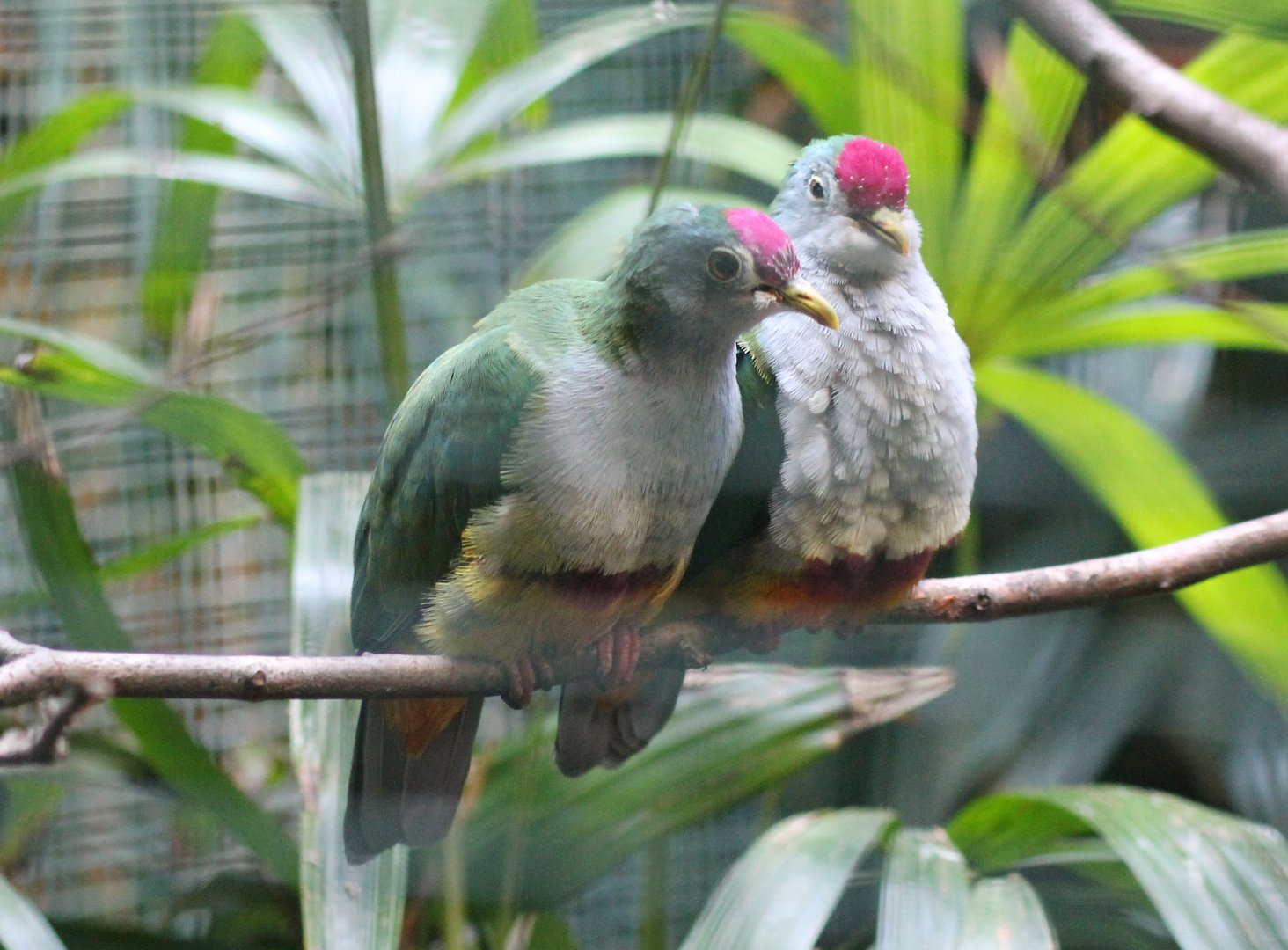 Beautiful fruit doves