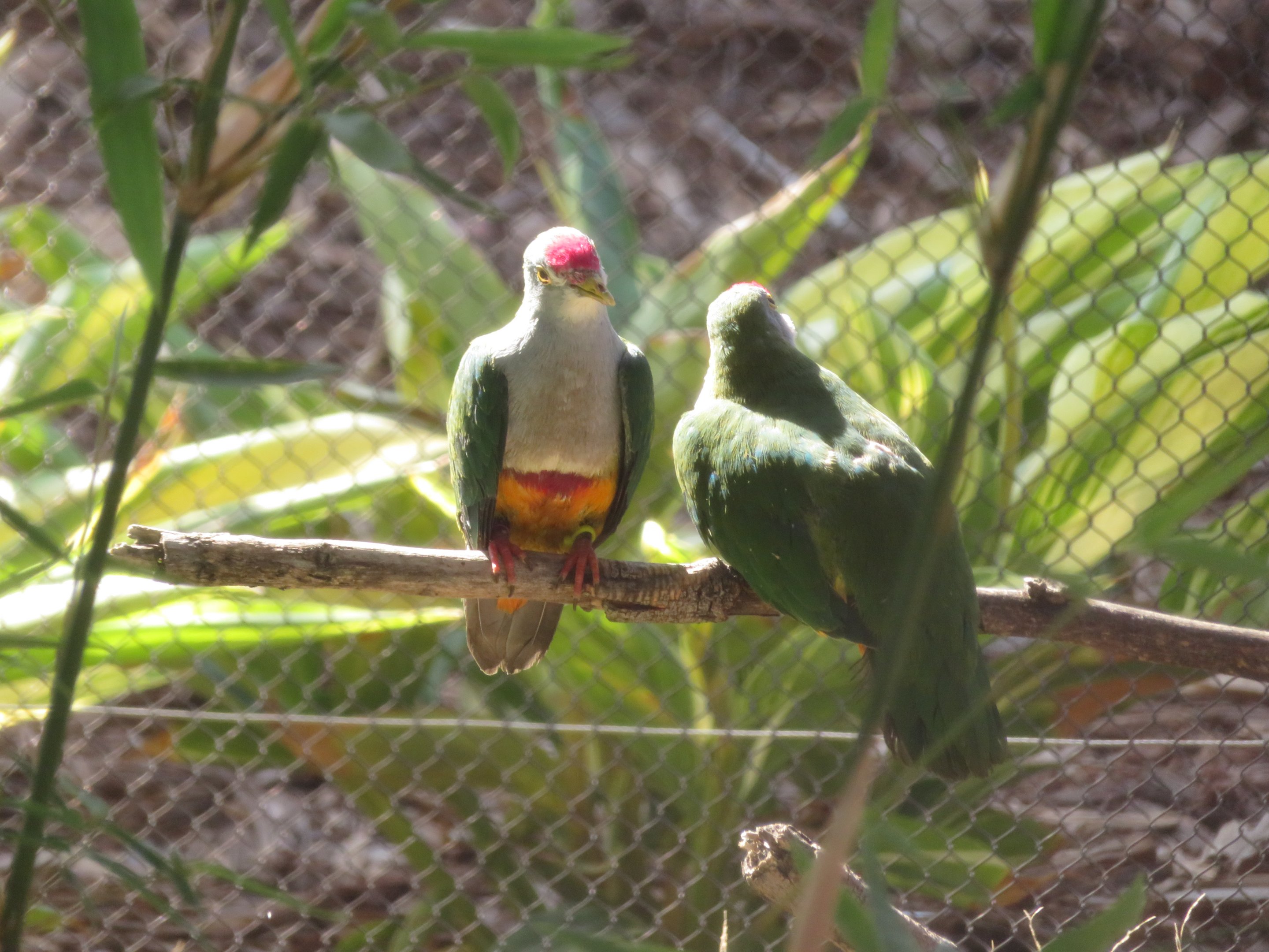 Beautiful Fruit Doves
