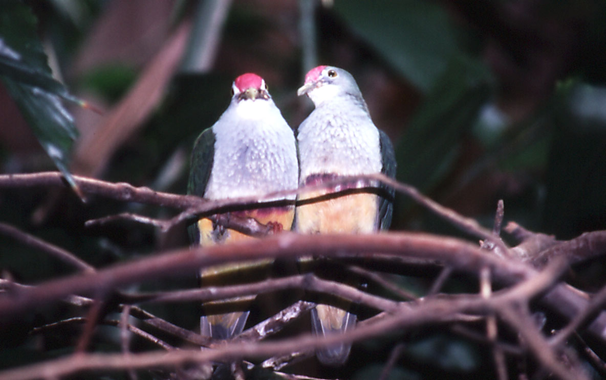 Beautiful Fruit Pigeons - 1992