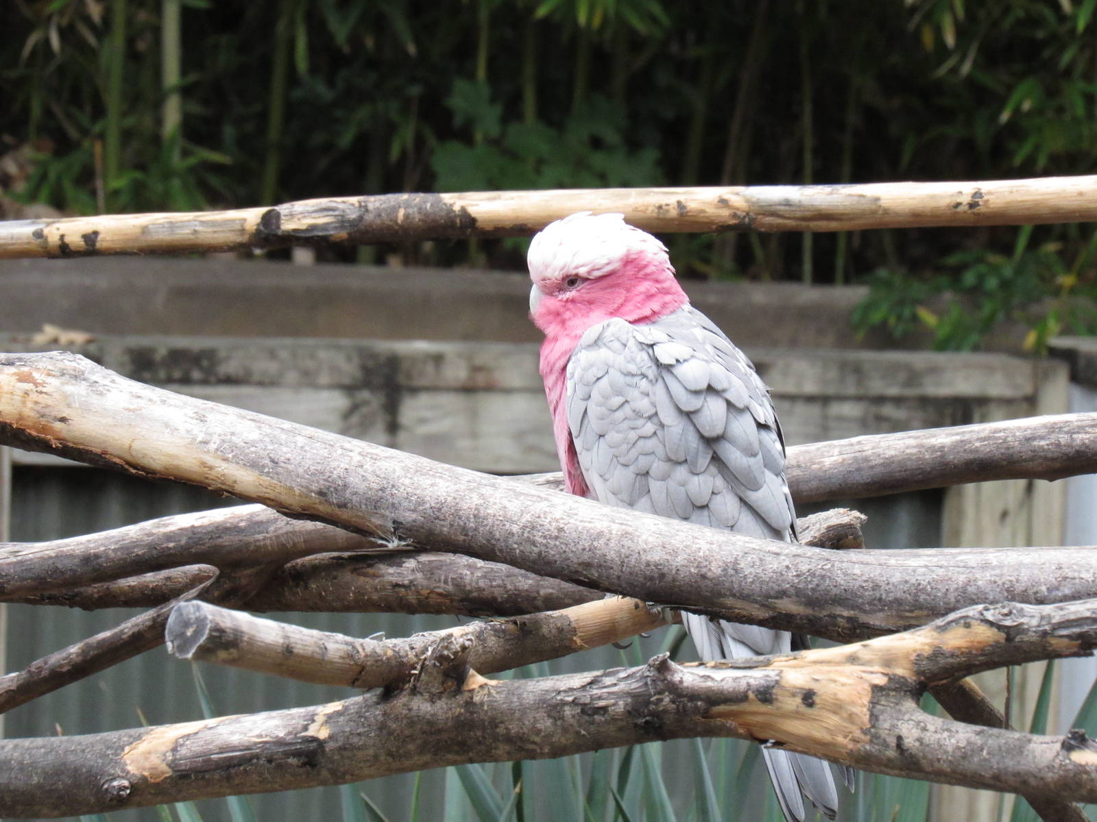 Beautiful Galah