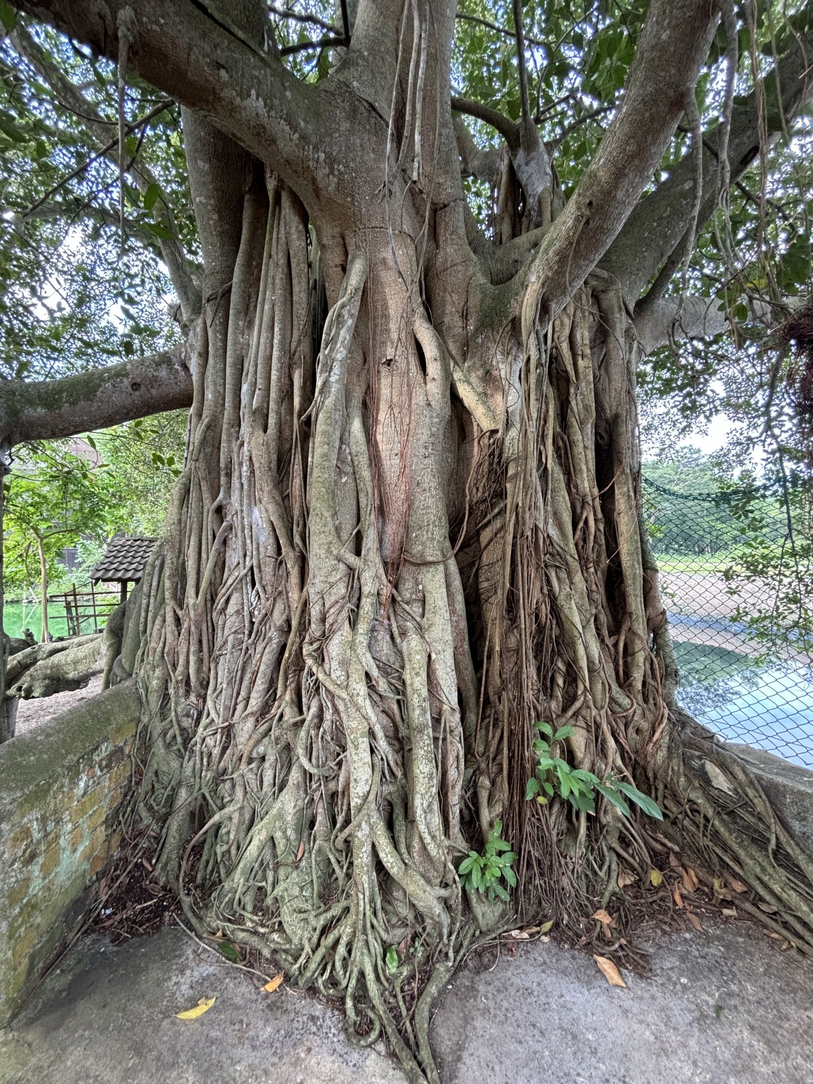 Beautiful Jungle Tree