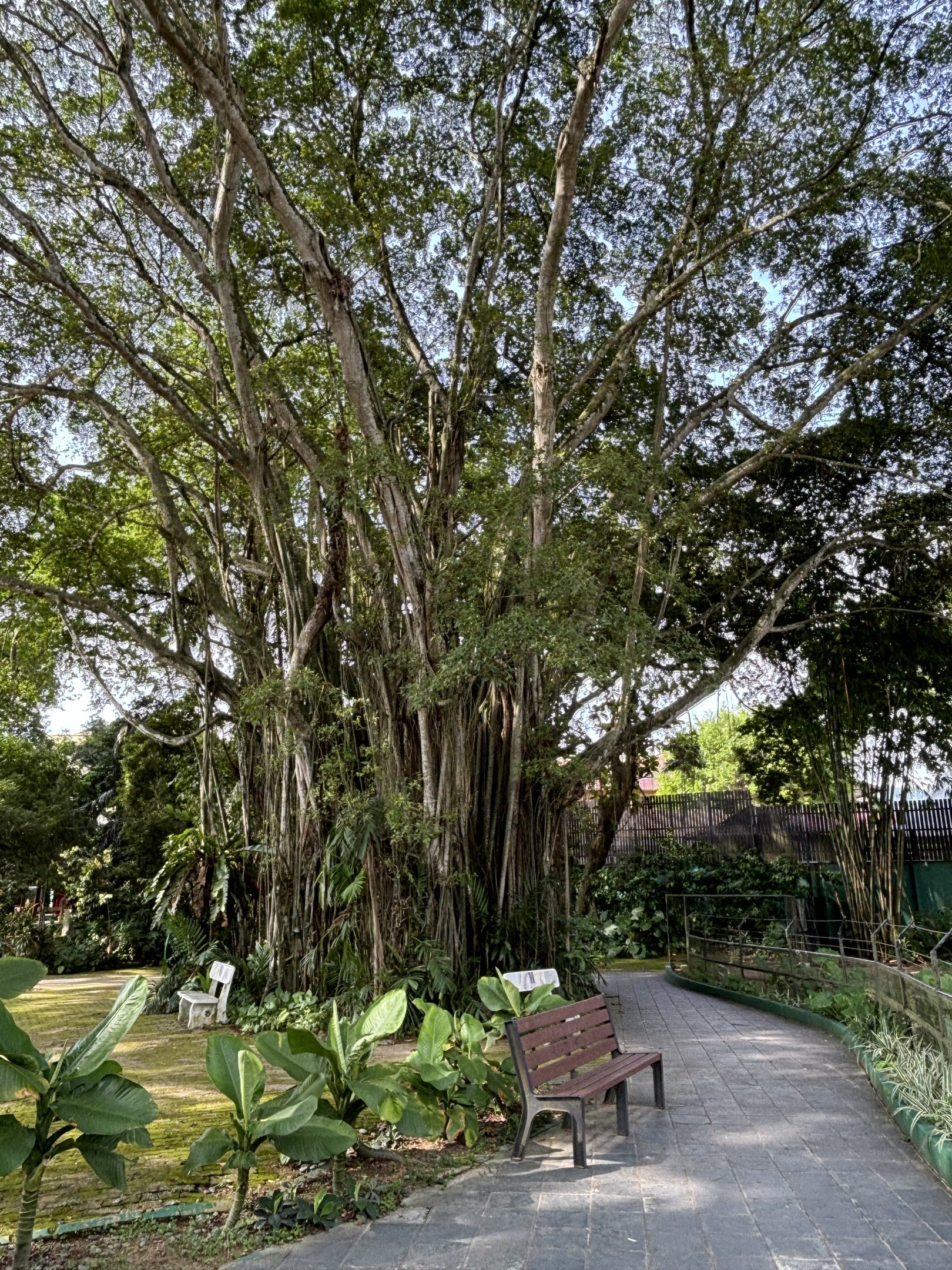 Beautiful Jungle Tree