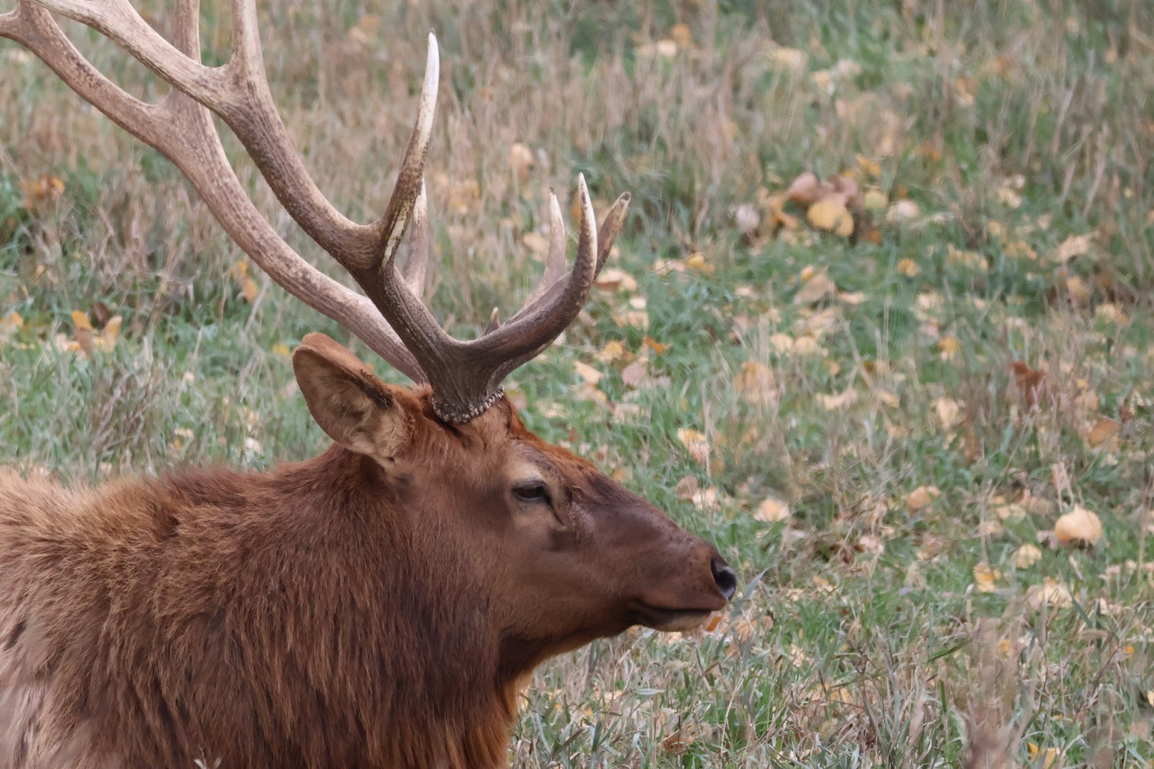 Beautiful Male Elk