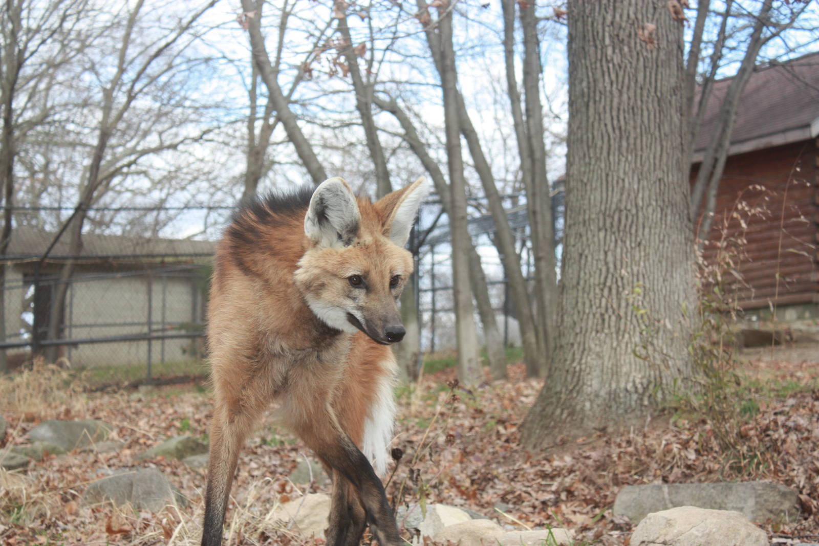 Beautiful Maned Wolf