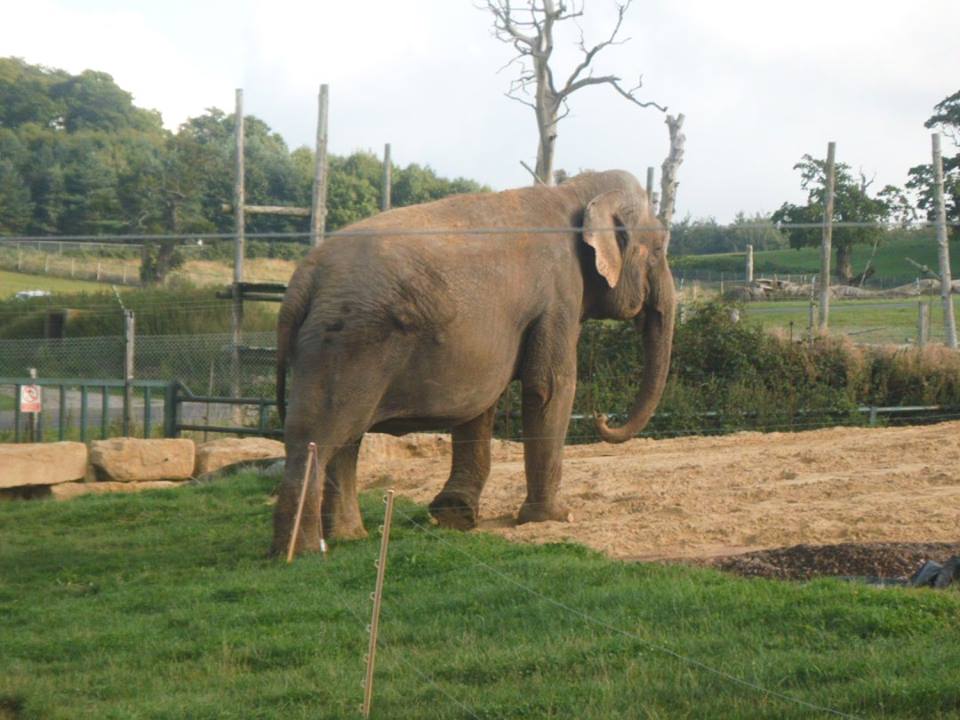 Beautiful One Of Anne The Asian Elephant