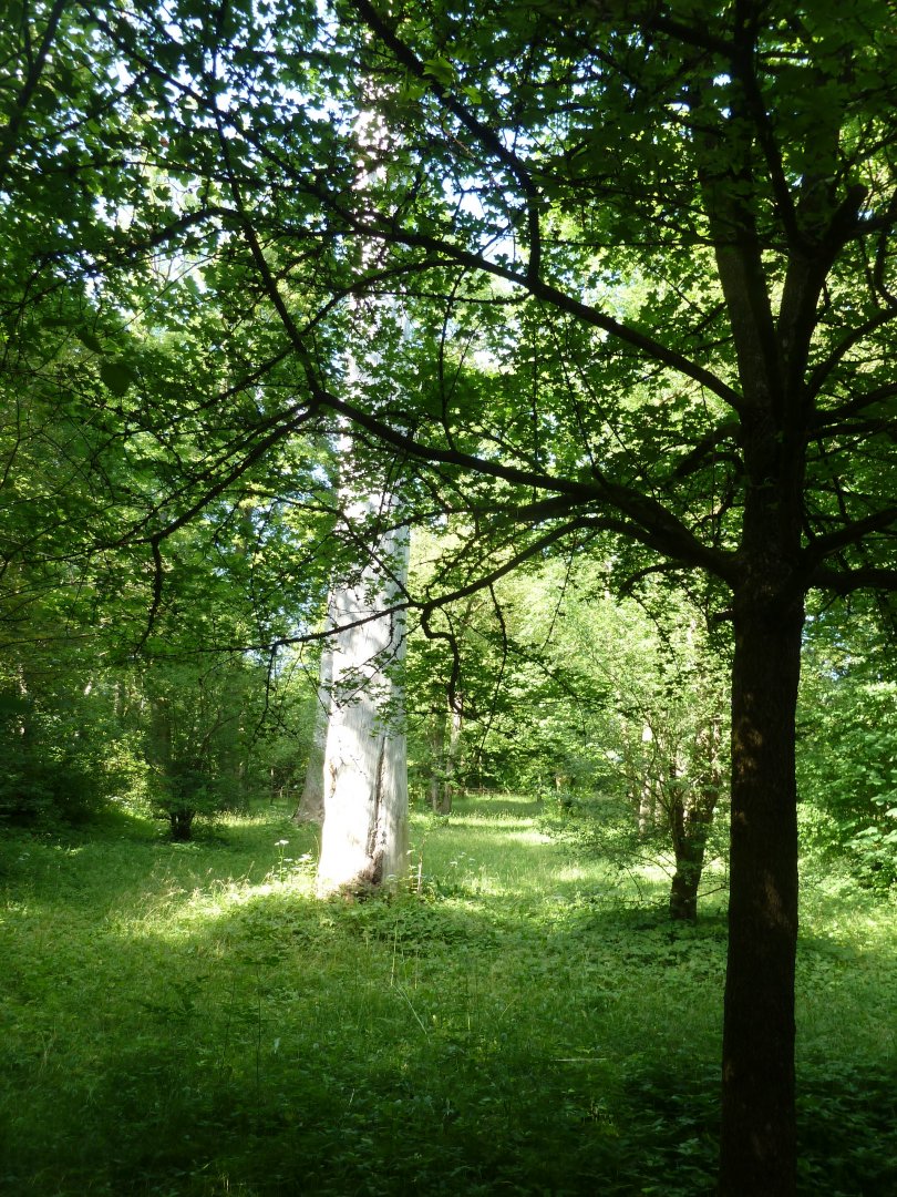 Beautiful open woodland