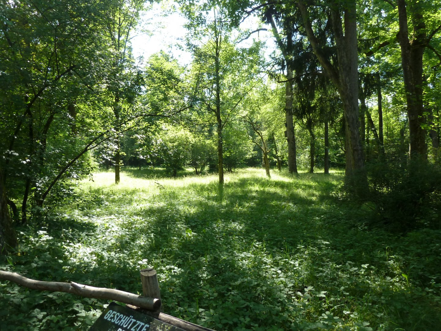 Beautiful open woodland