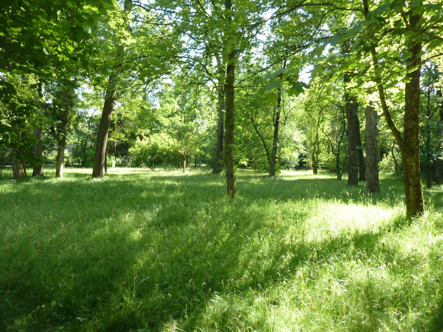 Beautiful open woodland