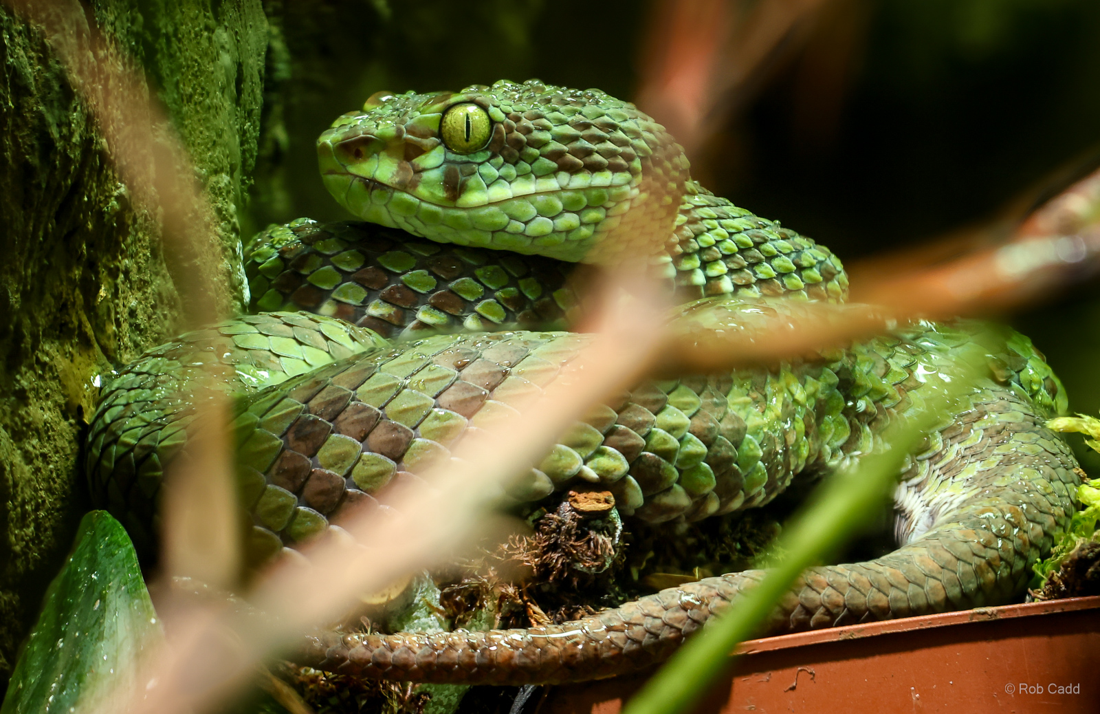 Beautiful pit viper : Cotswold WP : 02 Aug 2024
