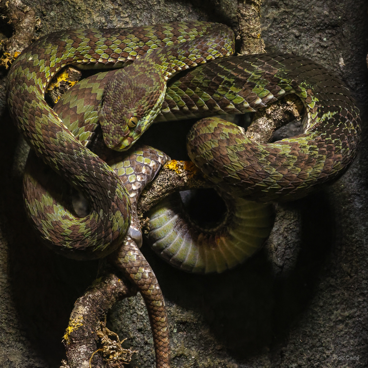 Beautiful pit viper : Cotswold WP : 04 Jul 2025