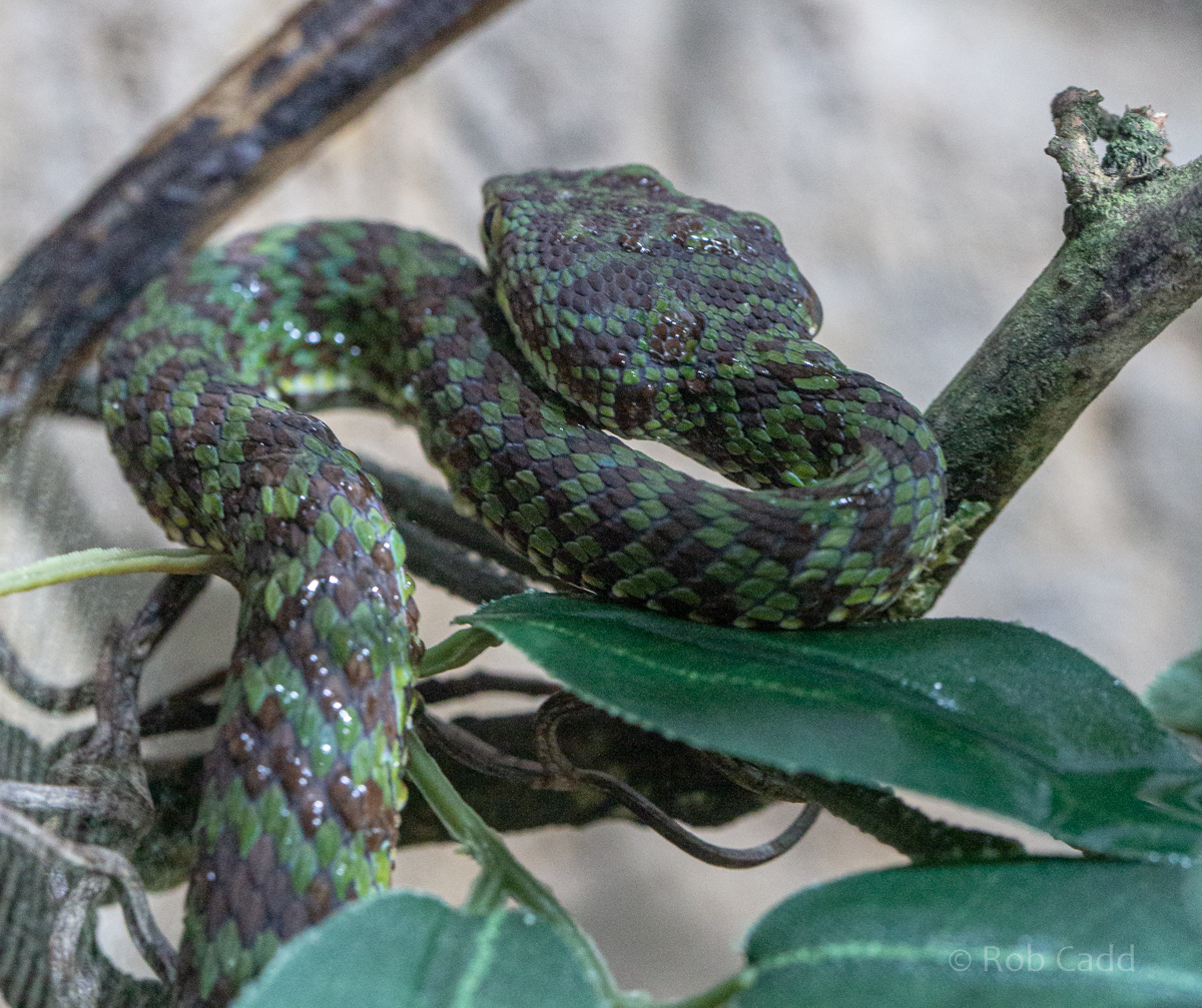 Beautiful pit viper : Cotswold WP : 05 Aug 2020