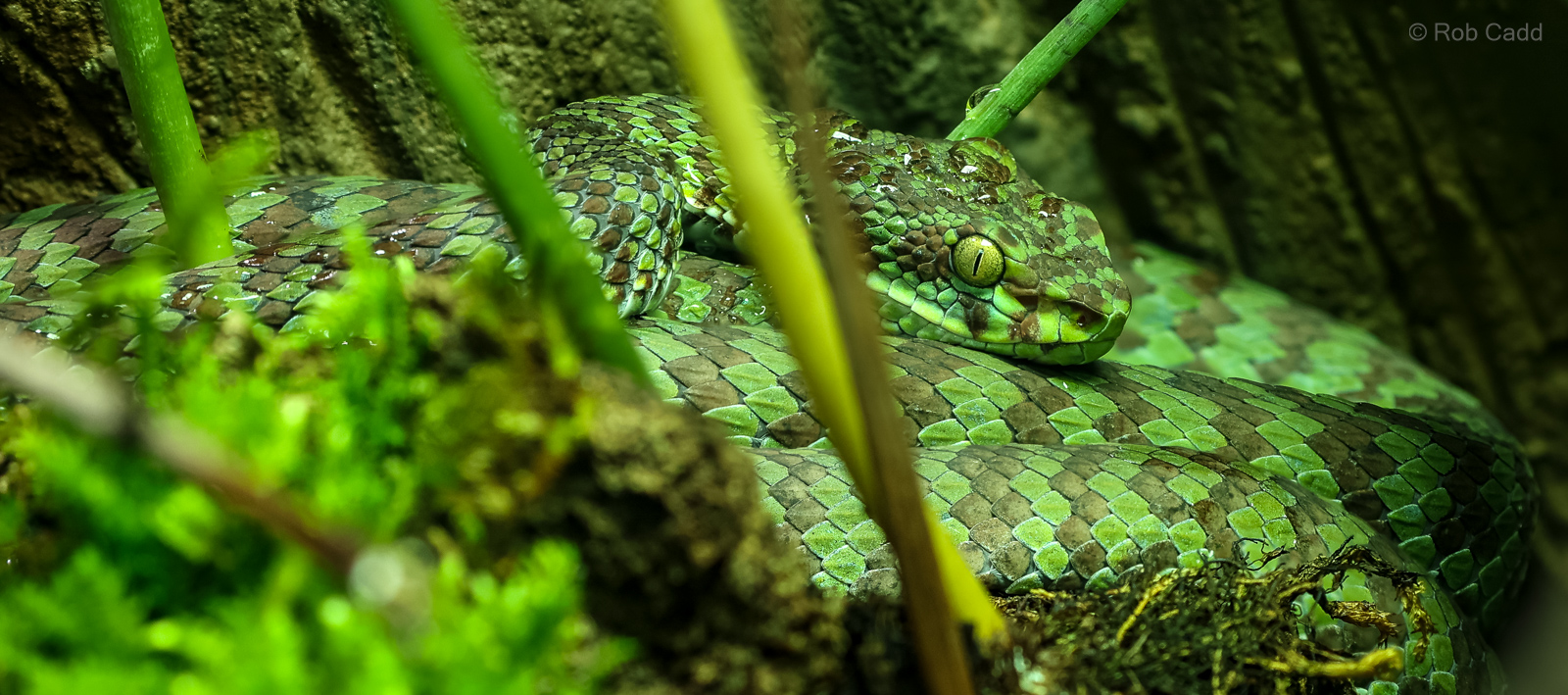 Beautiful pit viper : Cotswold WP : 09 May 2024