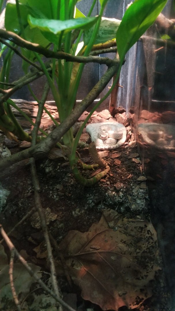 Beautiful pit viper, I think?