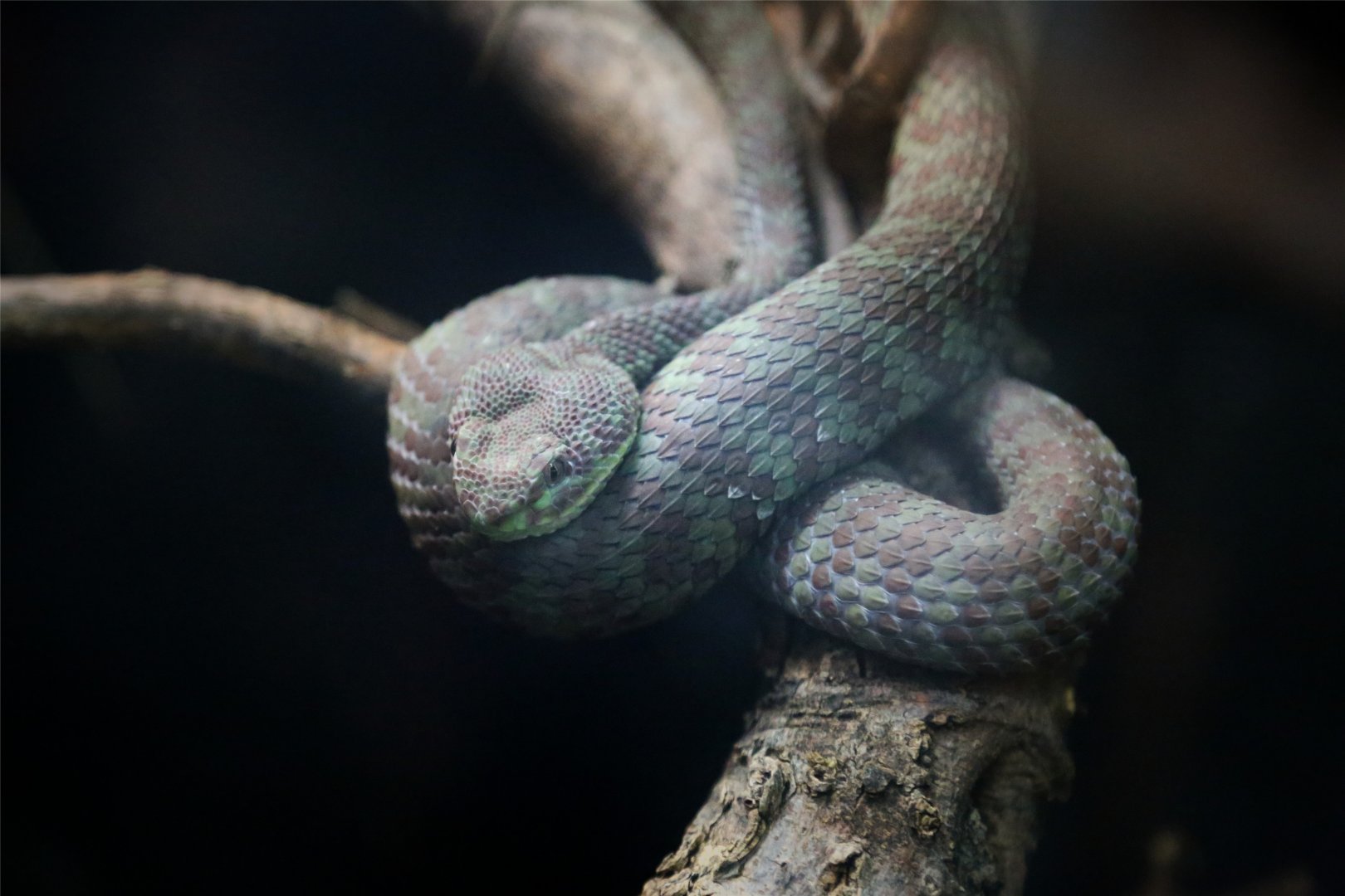 Beautiful pit viper (Trimeresurus venustus)