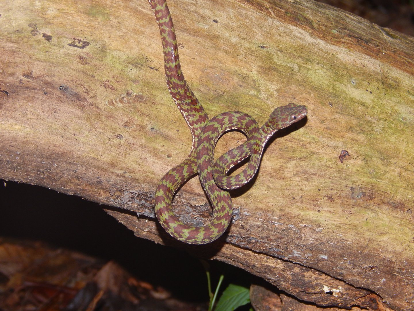 Beautiful Pit Viper (Trimeresurus venustus)