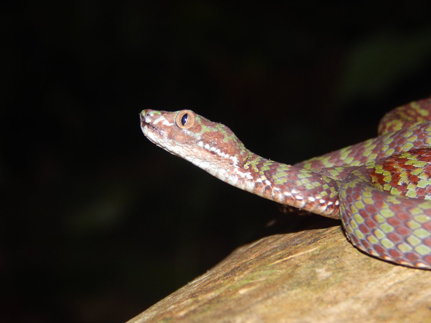 Beautiful Pit Viper (Trimeresurus venustus)