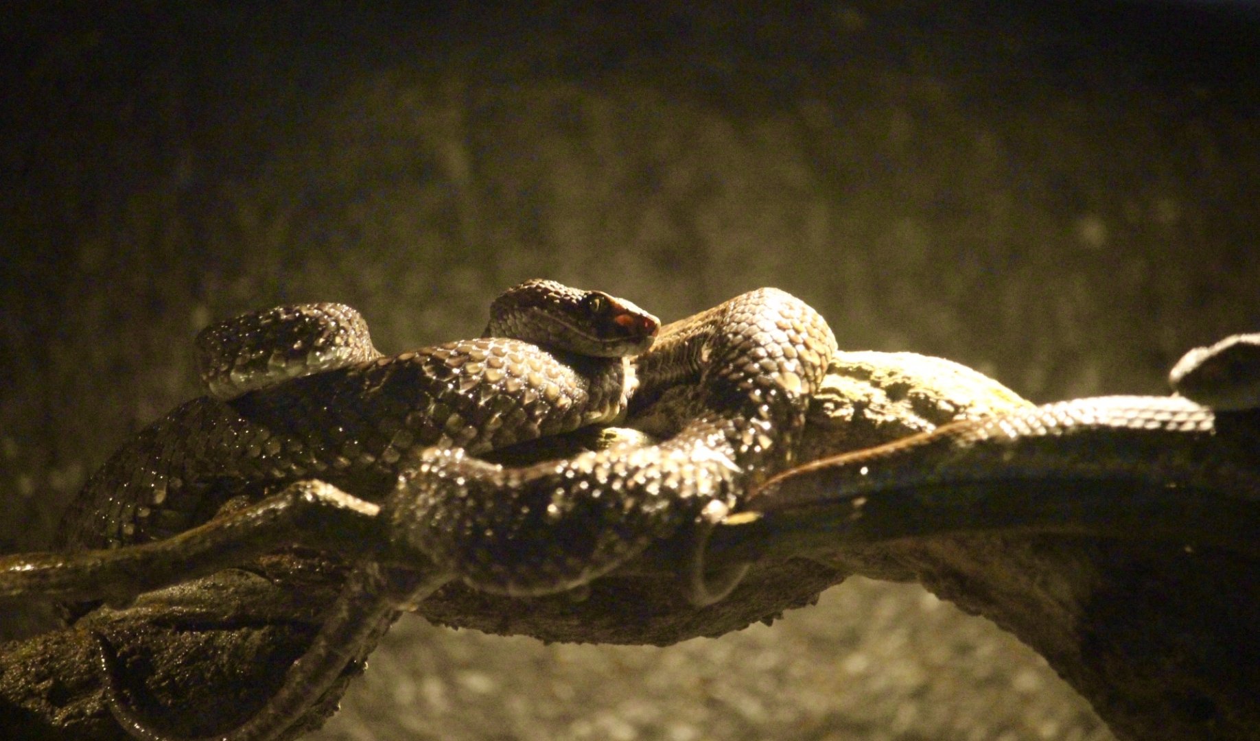 Beautiful Pit Viper (Trimeresurus venustus)