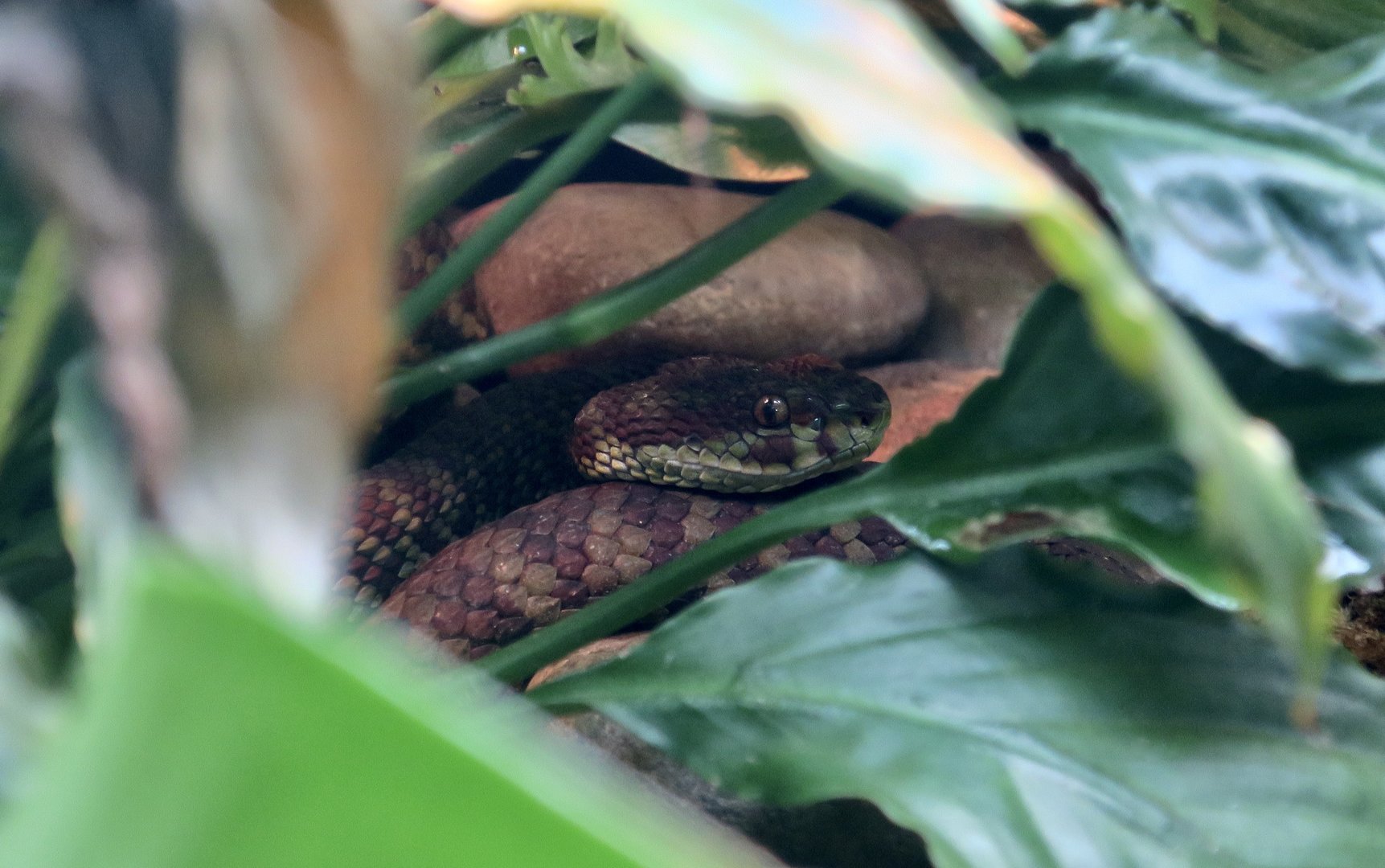 Beautiful Pit Viper (Trimeresurus venustus)