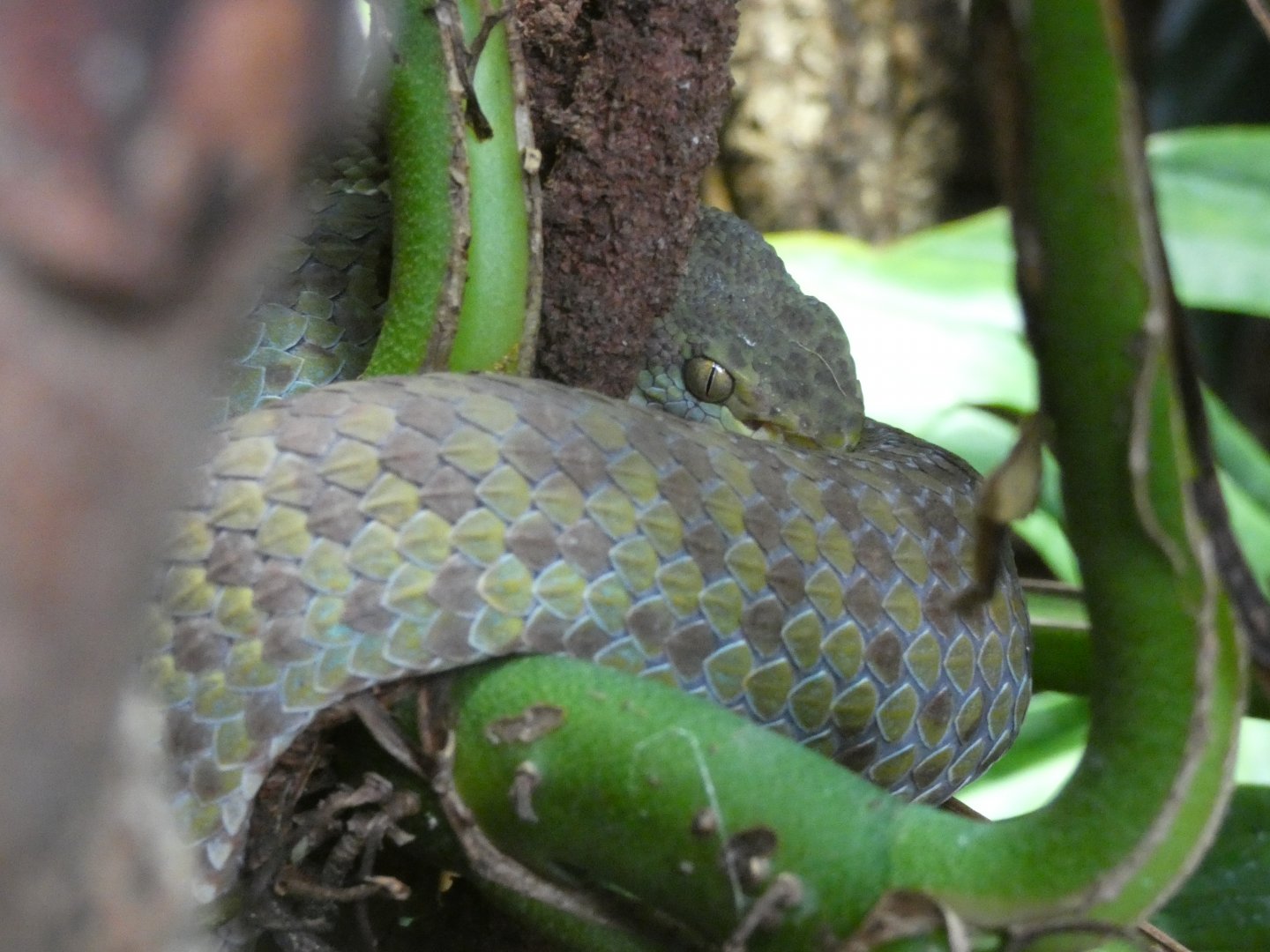 Beautiful Pit Viper