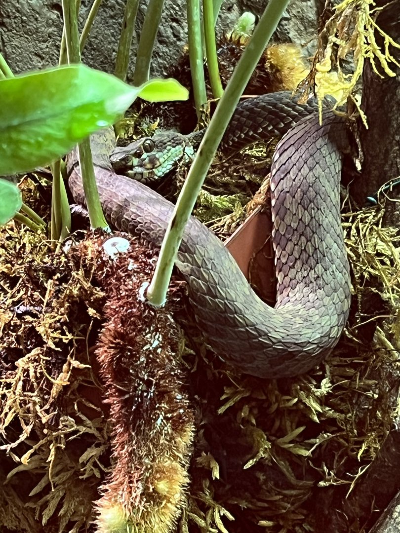 Beautiful Pit Viper