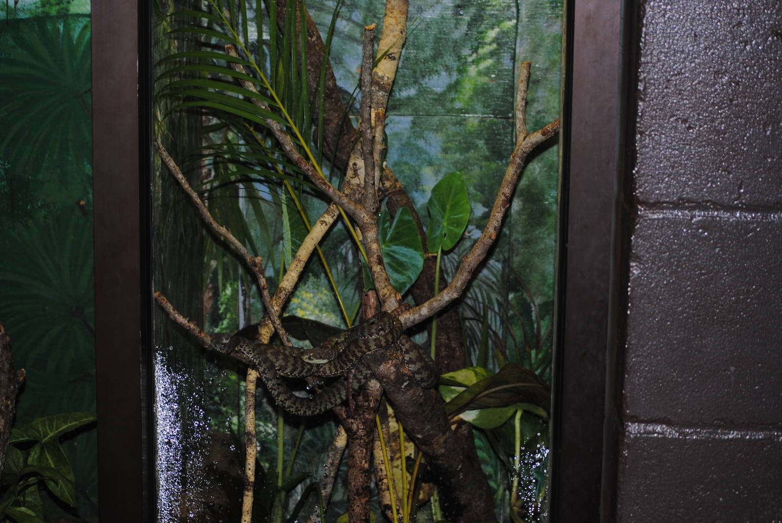 Beautiful Pitviper Enclosure