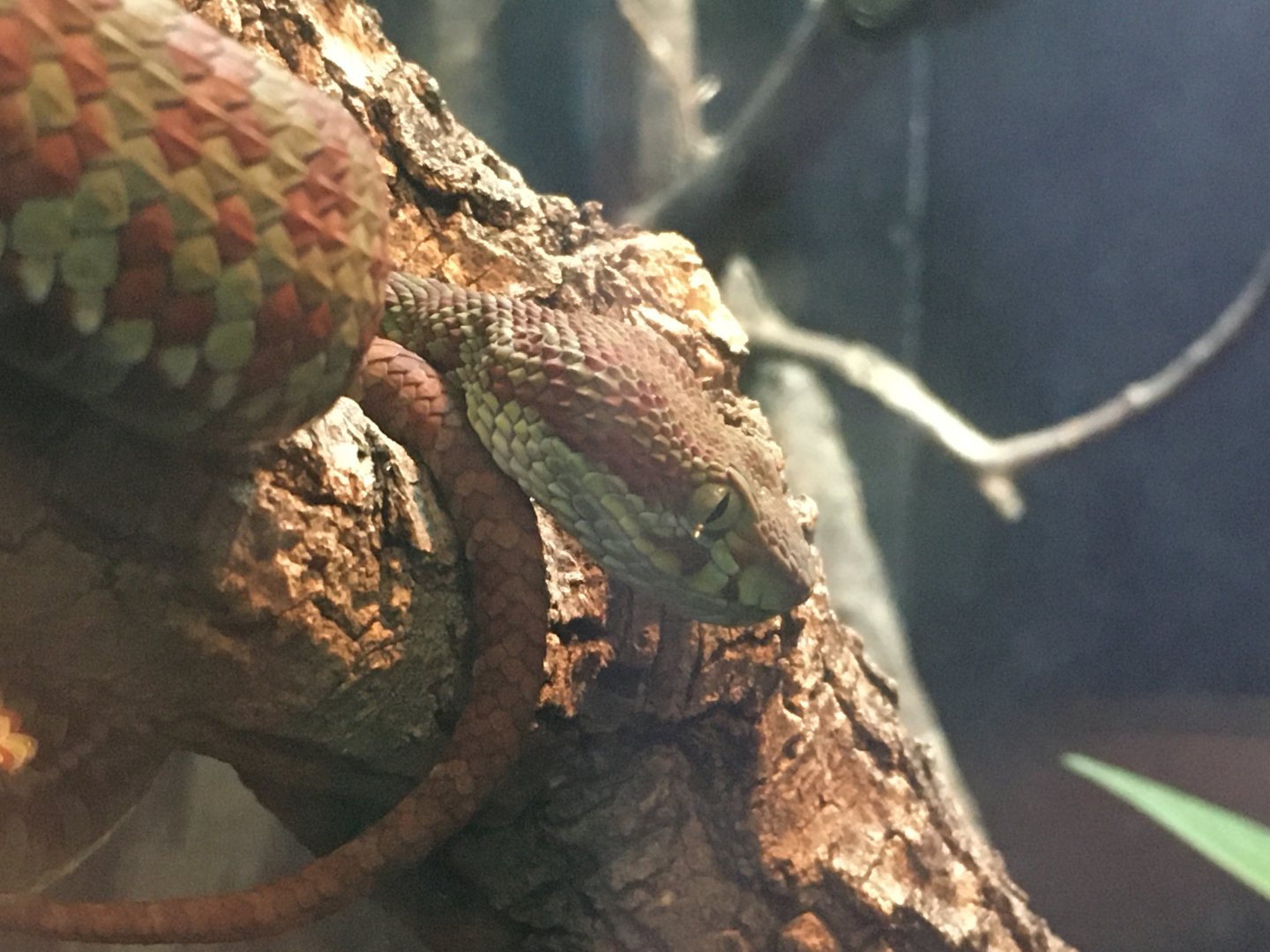 Beautiful Pitviper (Trimeresurus venustus)