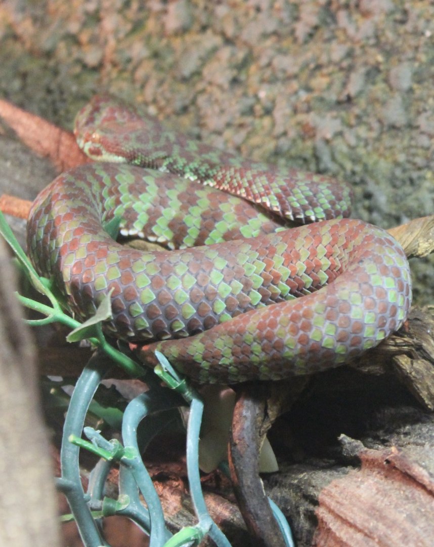Beautiful pitviper