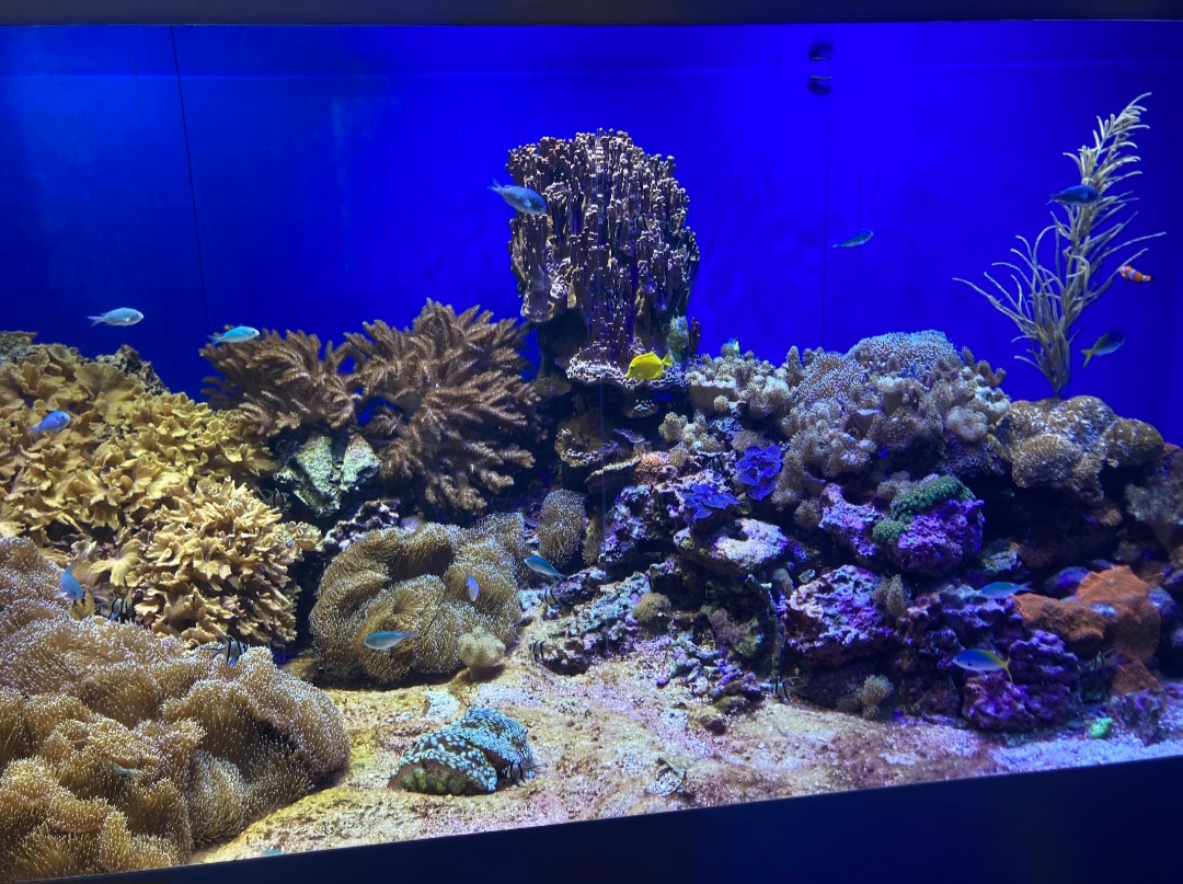 Beautiful Reef Tank (8/10/23)