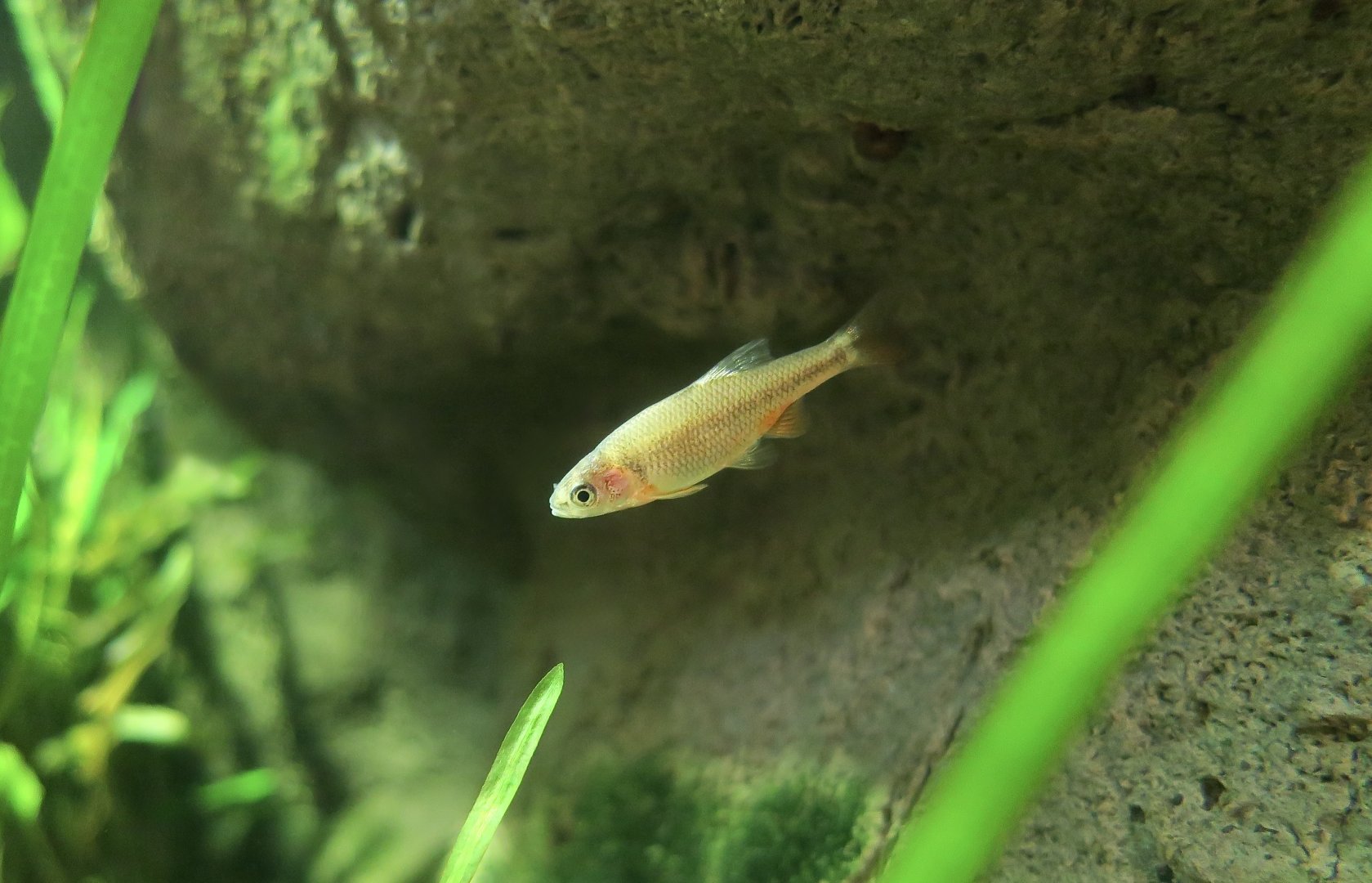 Beautiful Shiner (Cyprinella formosa)
