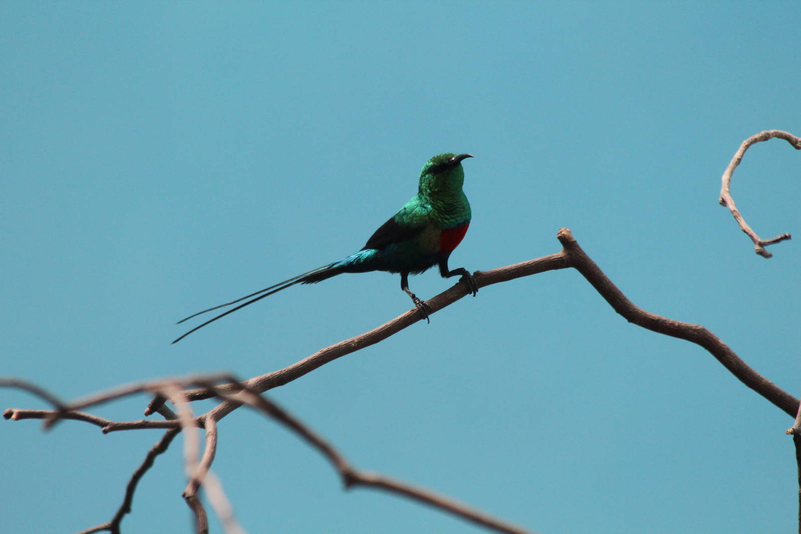 Beautiful Sunbird - Apr 2014