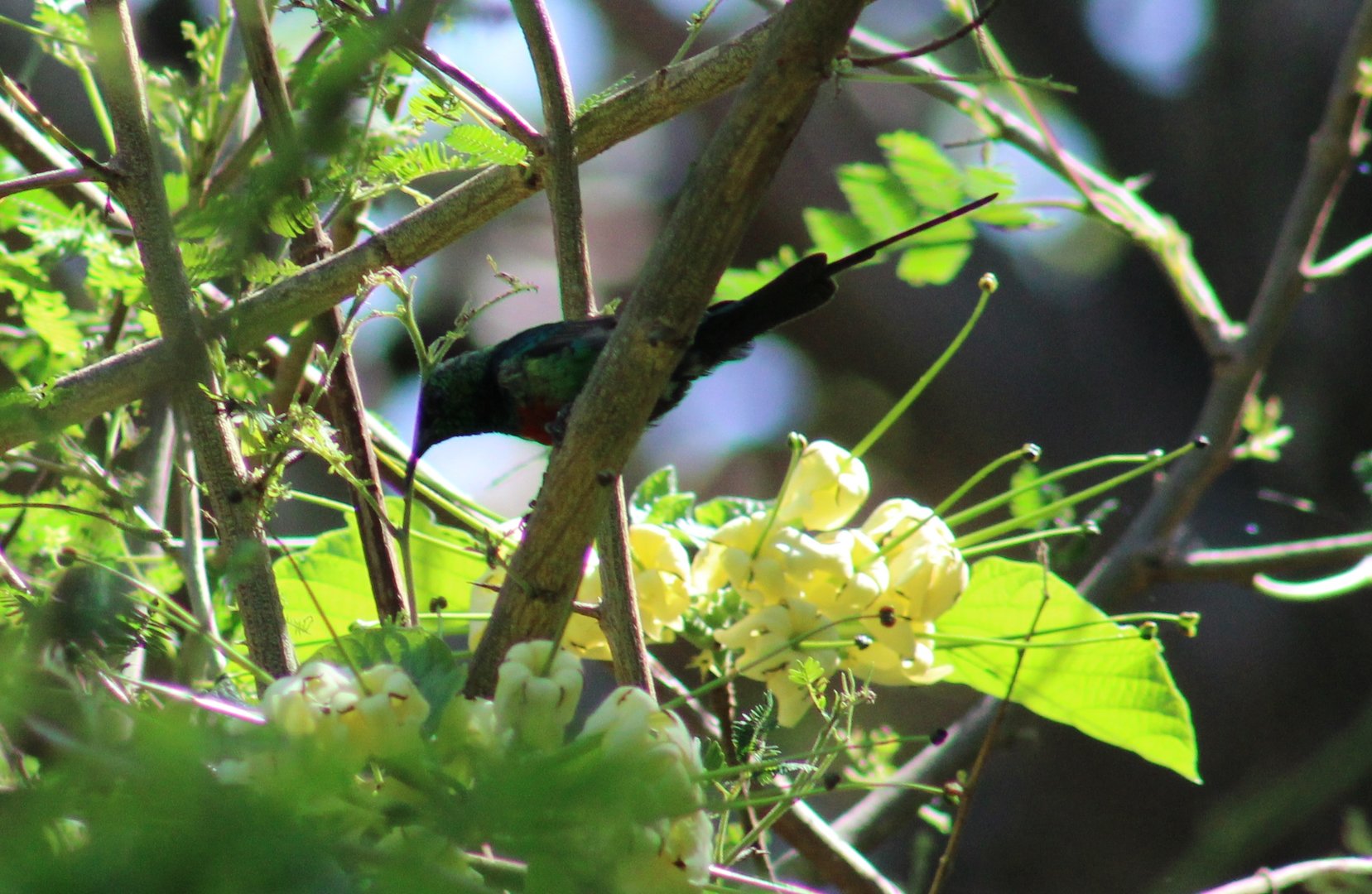 Beautiful sunbird - male