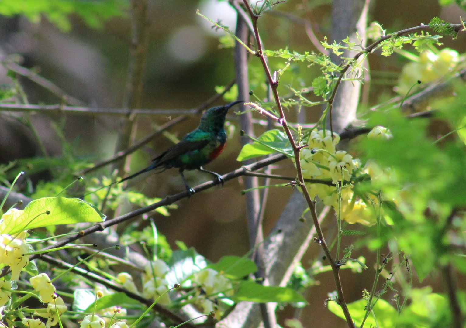 Beautiful sunbird - male