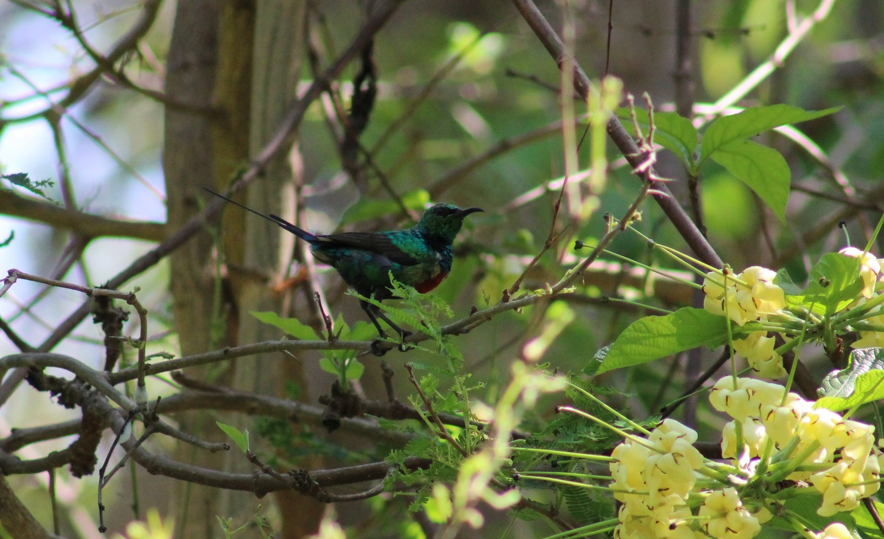 Beautiful sunbird - male